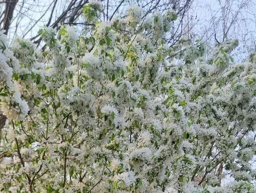 “梨花海棠