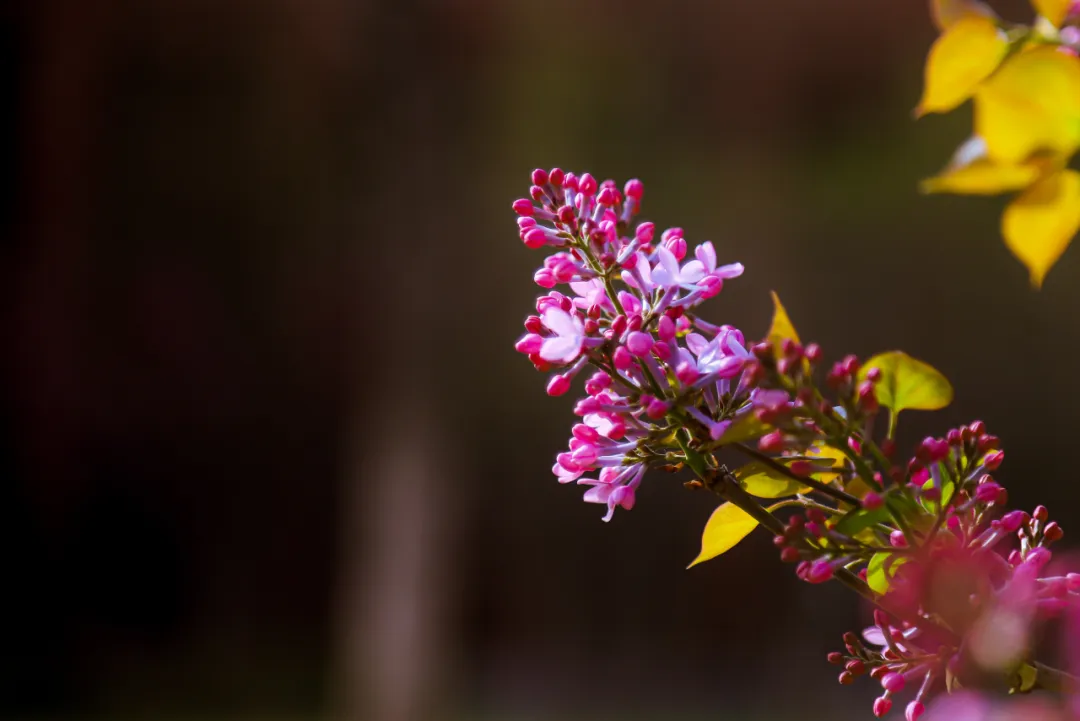 “丁香花