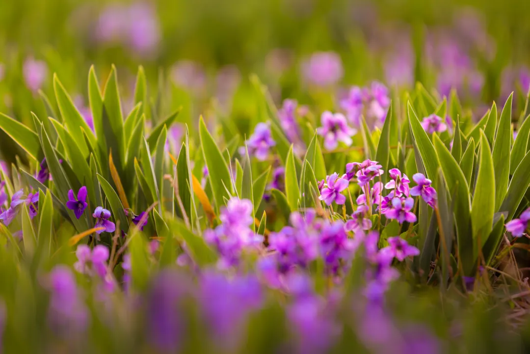 “紫花地丁